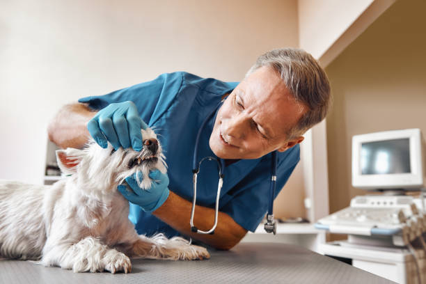 Best Emergency Root Canal Treatment in Yuma, AZ